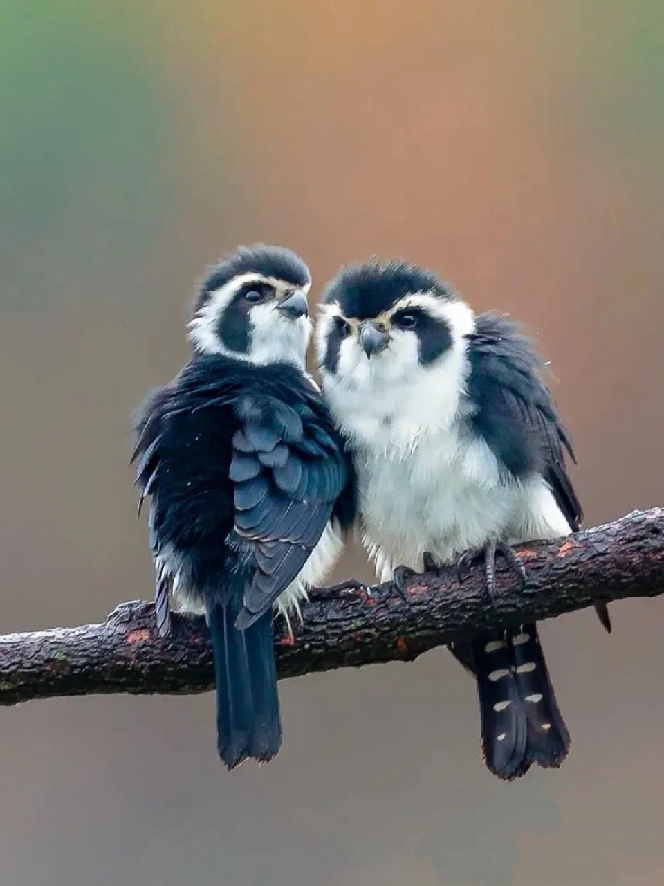 每天陪孩子一起瞧动物 名称:白腿小隼 分类:动物界,脊索动物门,鸟纲