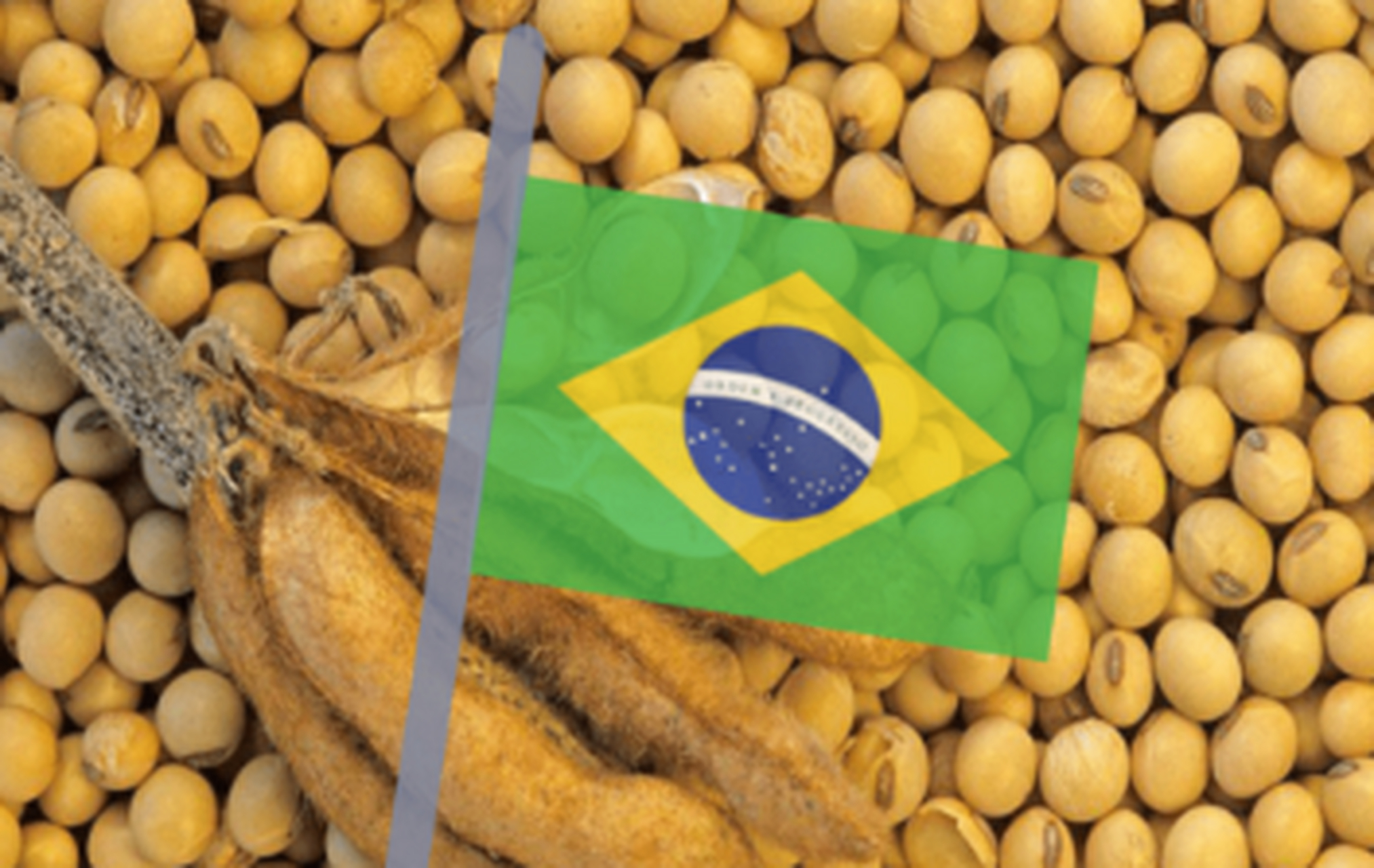 中国停止进口巴西大豆图片