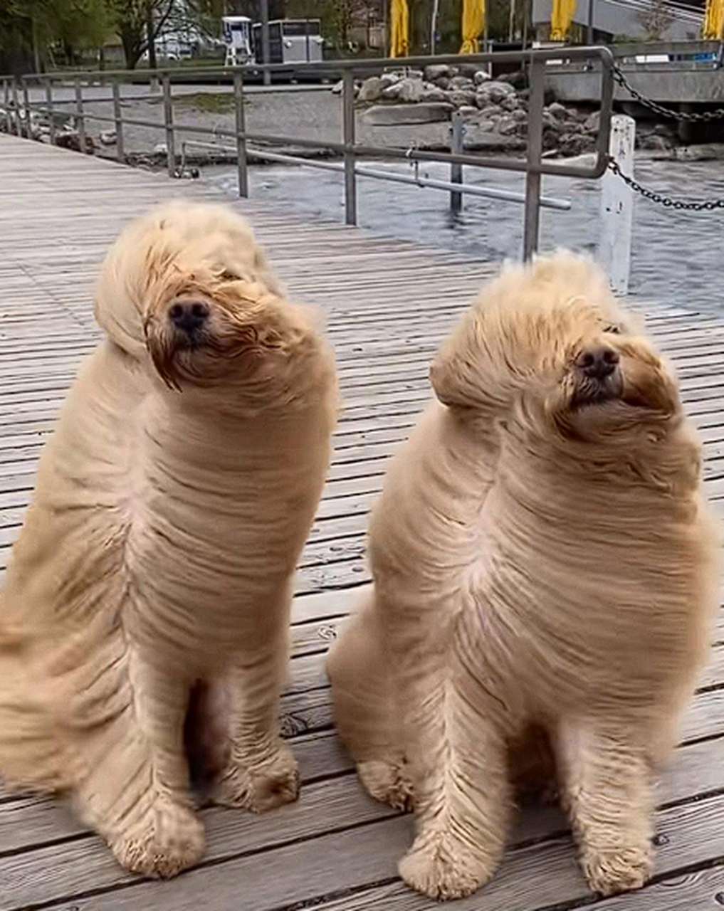 狗子:风吹啊吹啊,吹得我骄傲放纵.