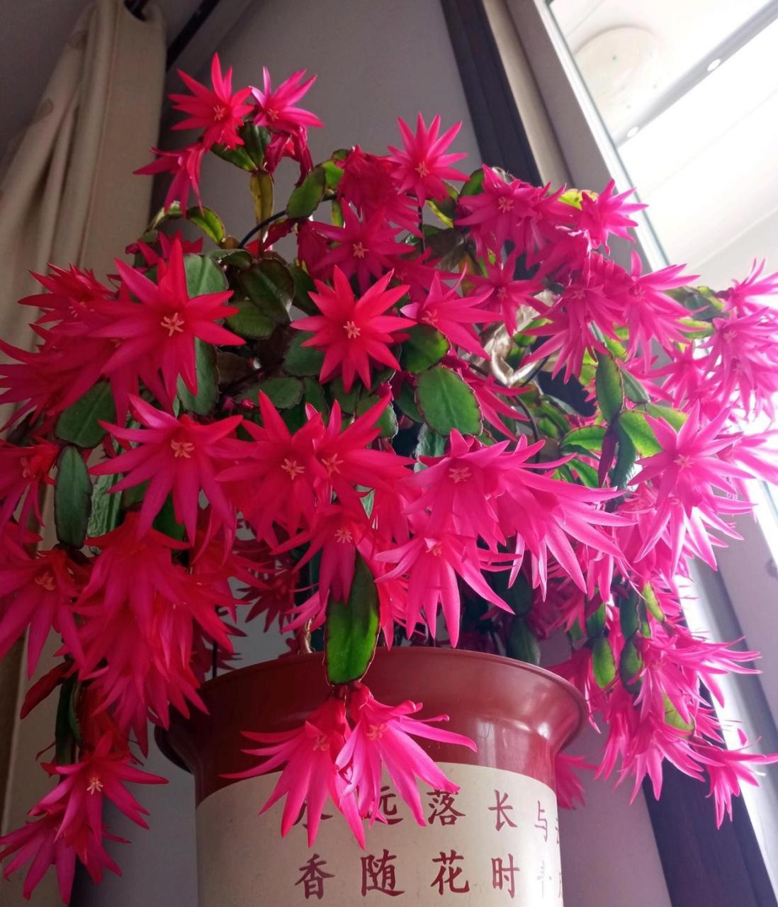 长得像蟹爪兰的花——假昙花(仙人掌科,假昙花属),茎叶更圆润,枝条偏