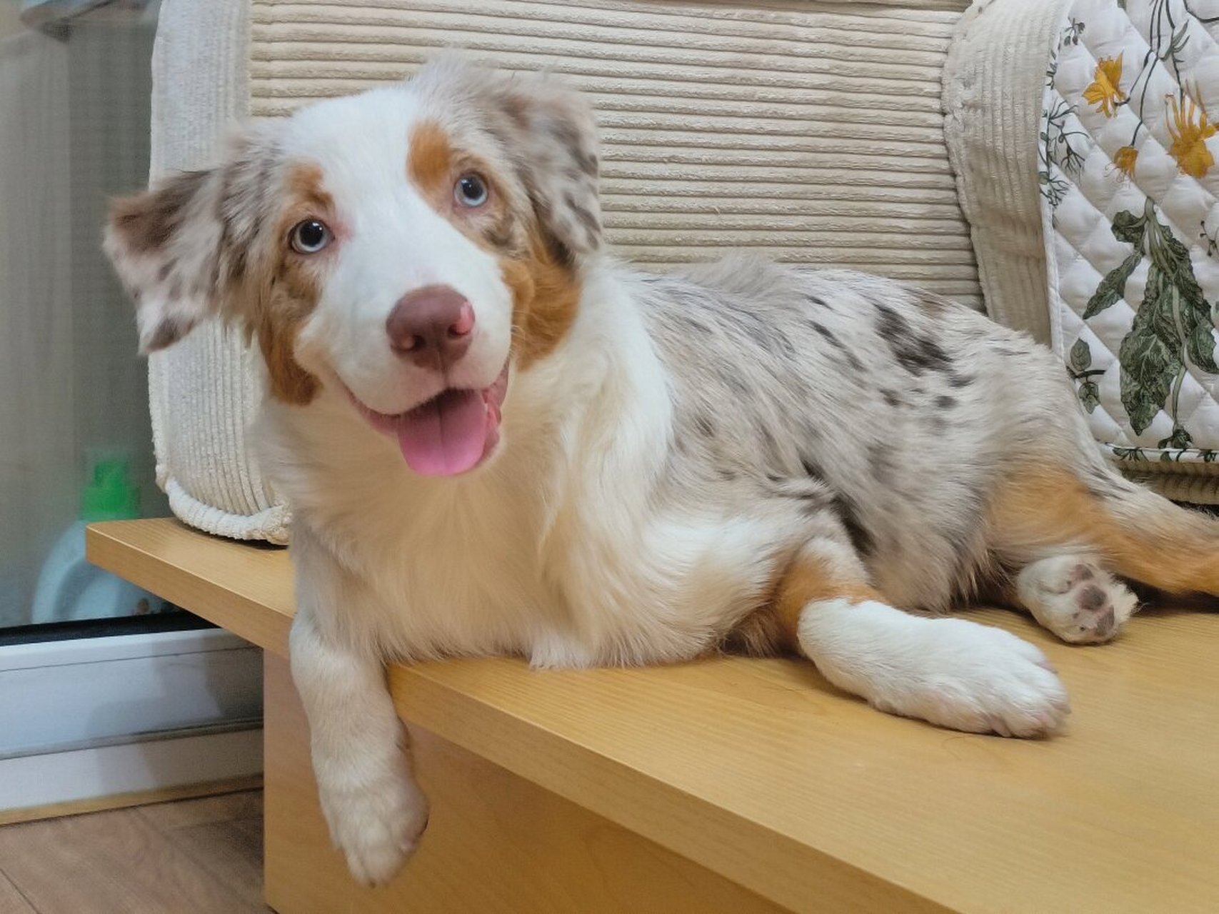 红陨石澳牧妹妹—魔法少女娜娜酱