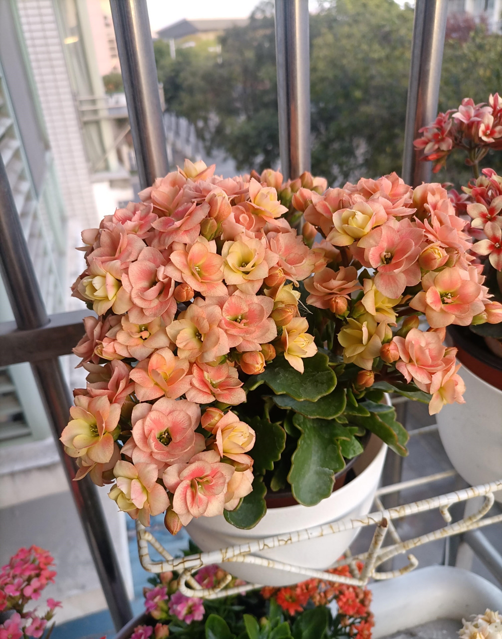 长寿花"维罗纳"开花的样子(也叫维纳斯,七彩祥云),中小型品种,特别爱