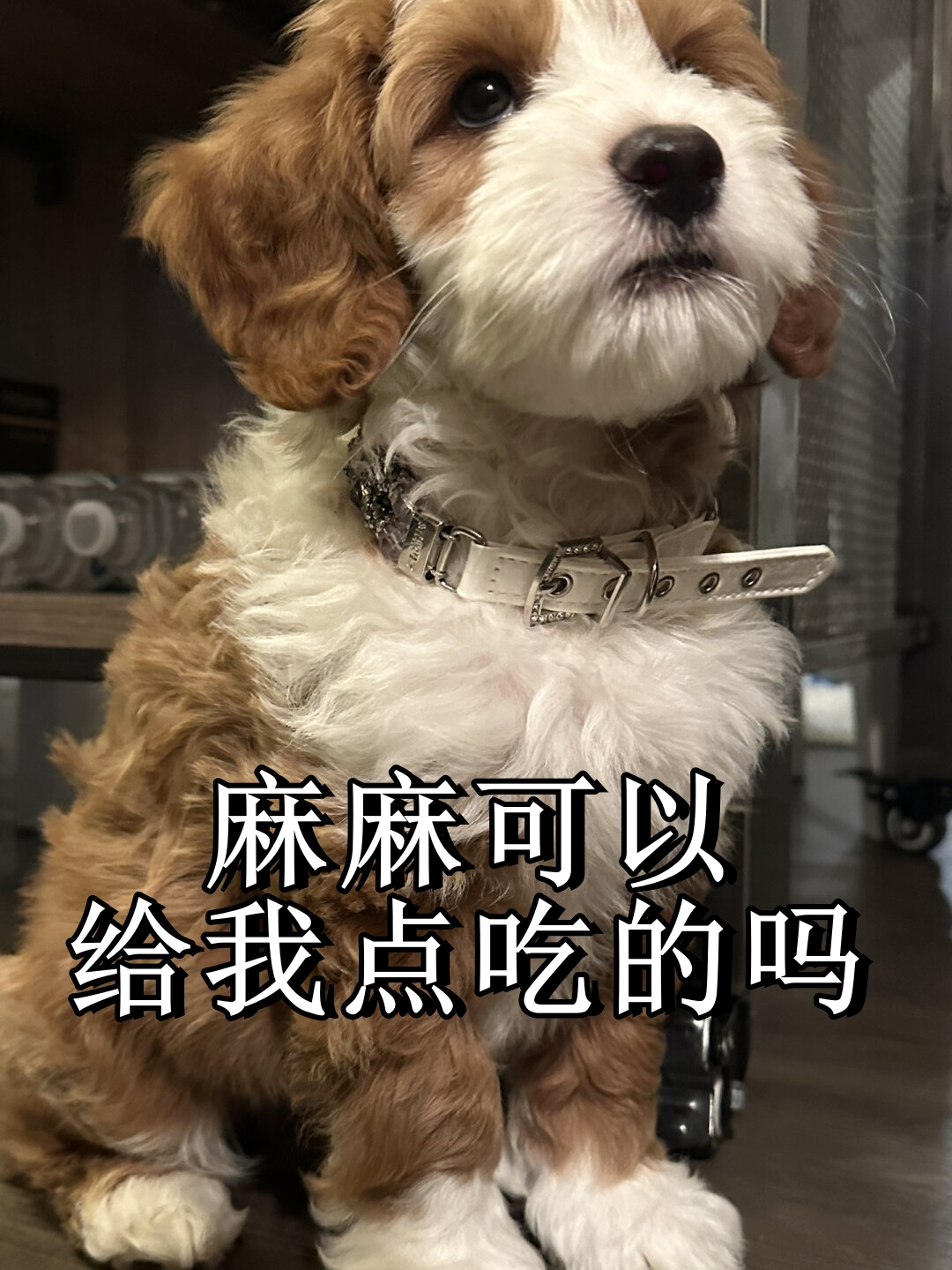 我是一个可爱的labrodoodle狗狗,正在等待你的慷慨施食