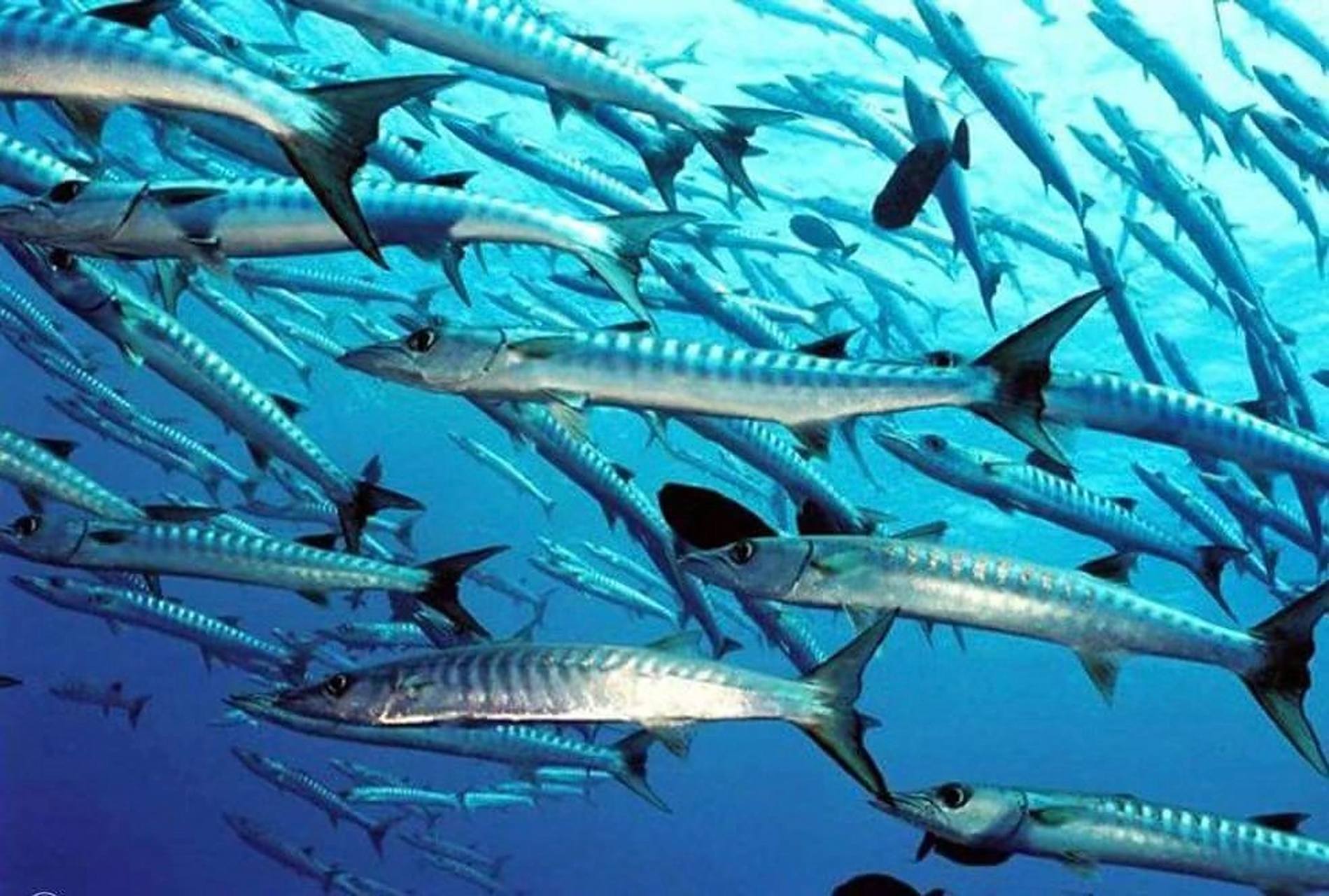 8米,喜欢群居生活,易成风暴92 95由于其口部下巴阔大,拥有长如