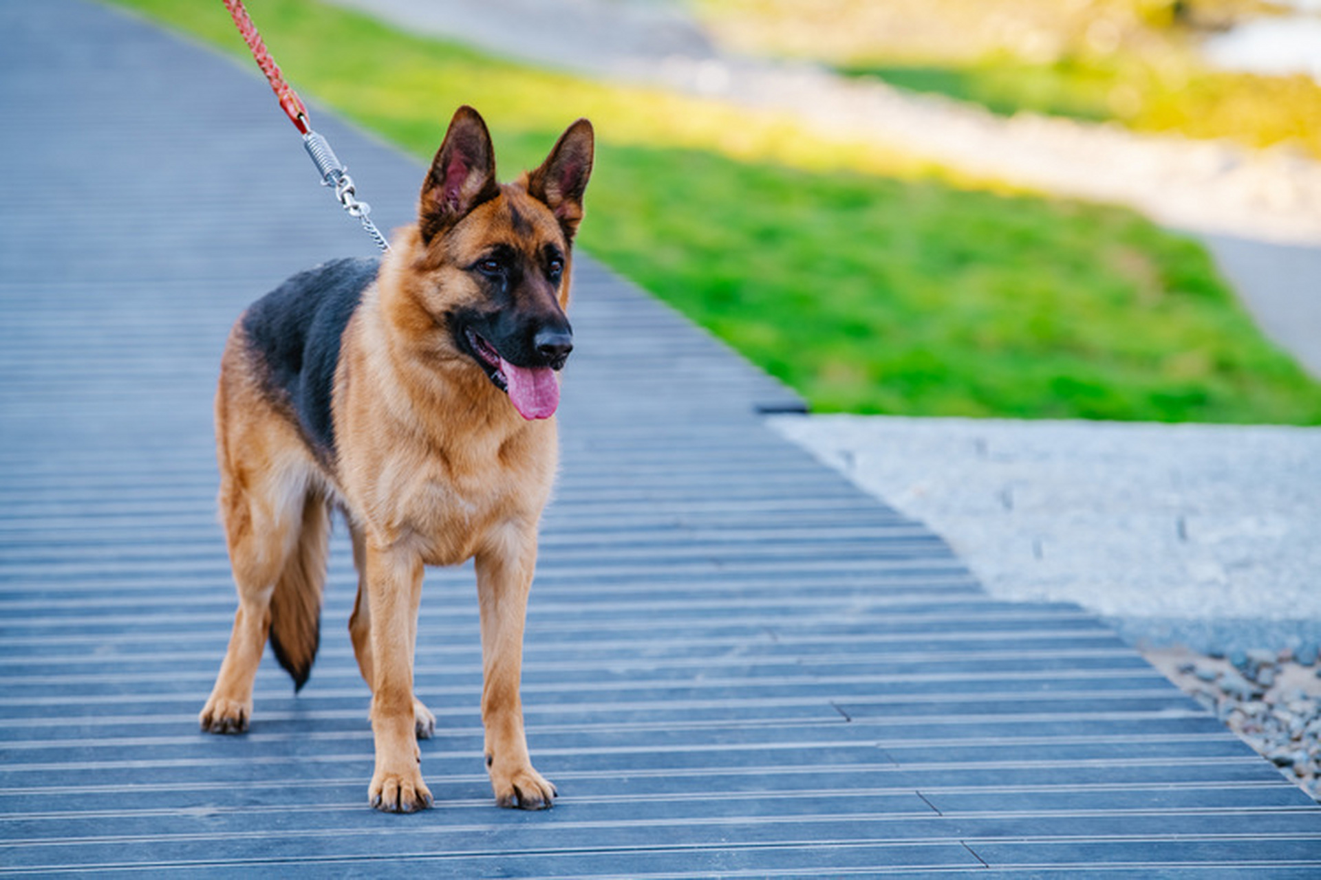 昆明市级公园严禁携带宠物入园!