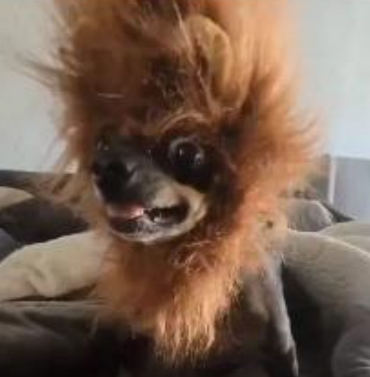 这狗是炸毛了吗?