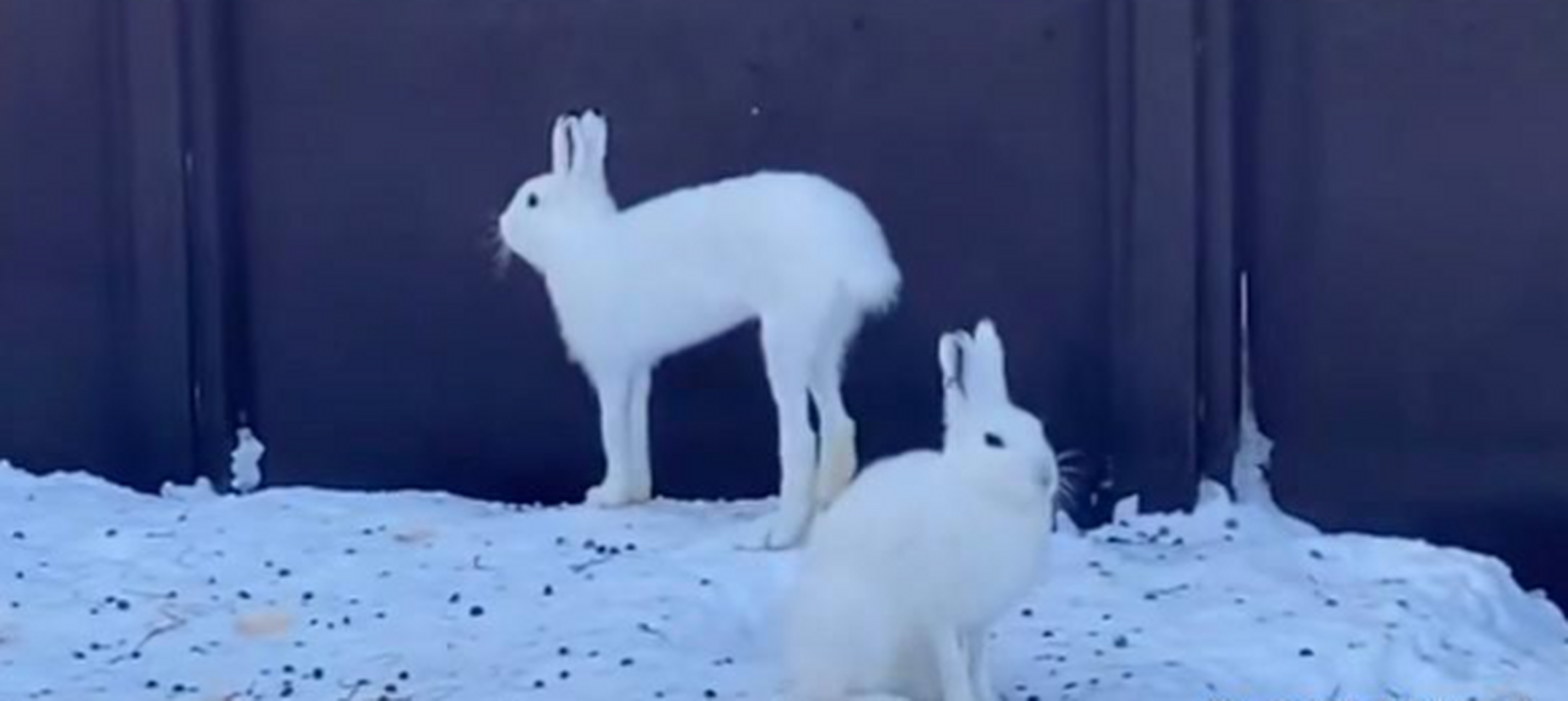 北极兔的大长腿