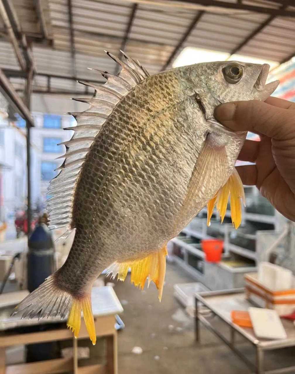 补充孩子的营养,增强免疫力,东山岛海鲜黄翅鱼黄鳍雕 [再见]