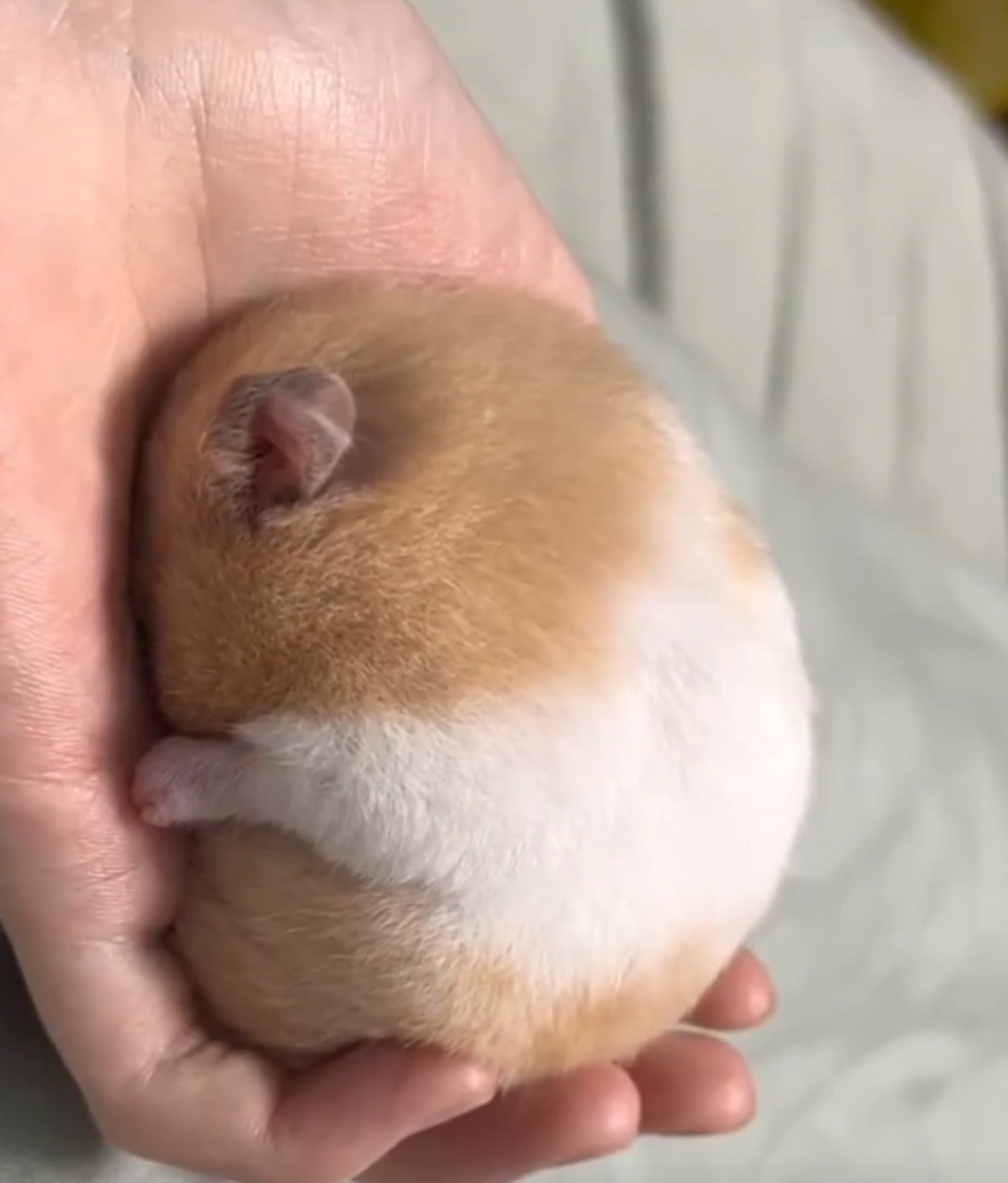 这就是传说中的,寻宝鼠