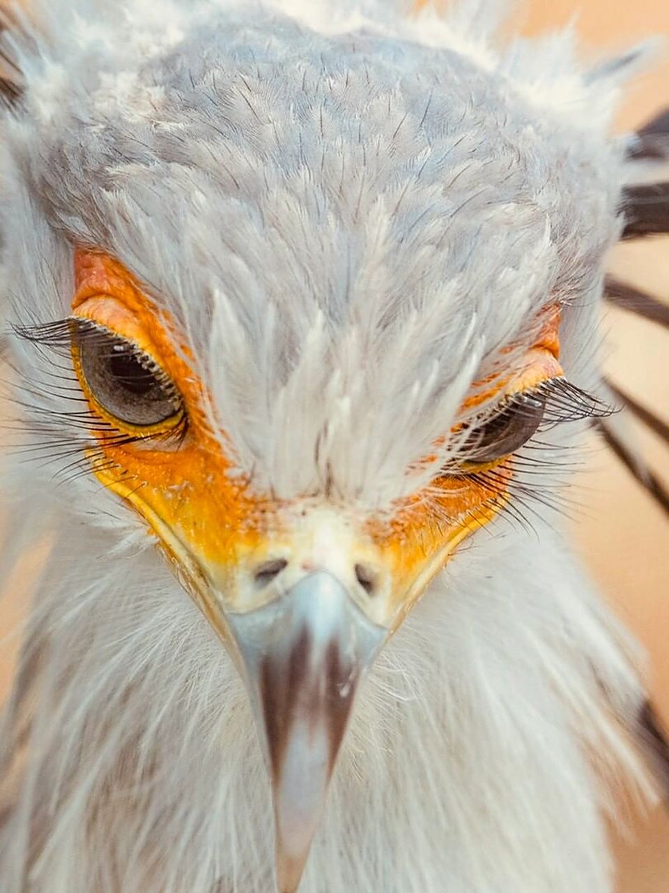 眼镜蛇克星,她吃蛇就像吃香肠  蛇鹫:非洲草原上的神秘猎手  蛇鹫