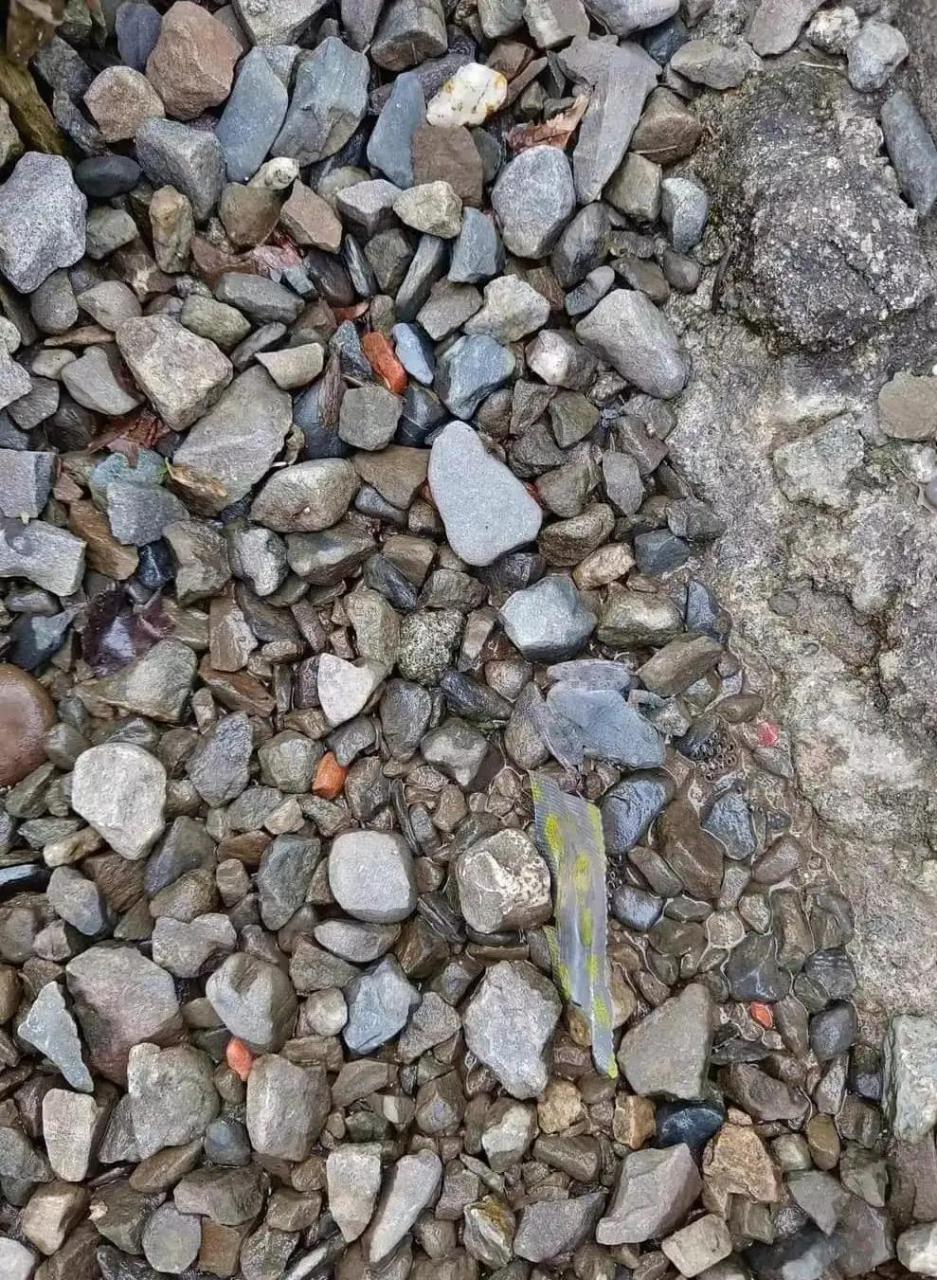 图中有只青蛙你能找到吗?