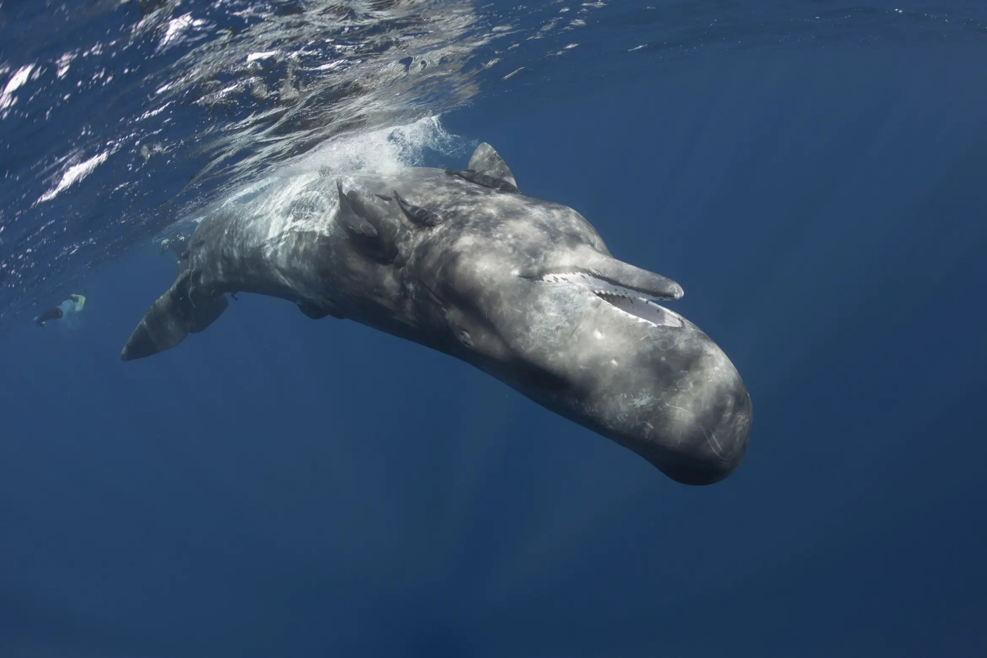 海洋生物利用声音进行交流,繁殖和定位.