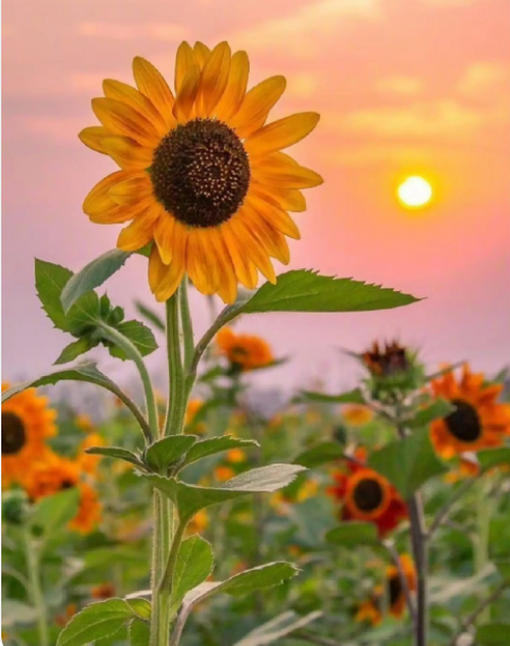 杨绛: "挺过来的,人生就会豁然开朗,挺不过来的,时间也会教你,怎么与