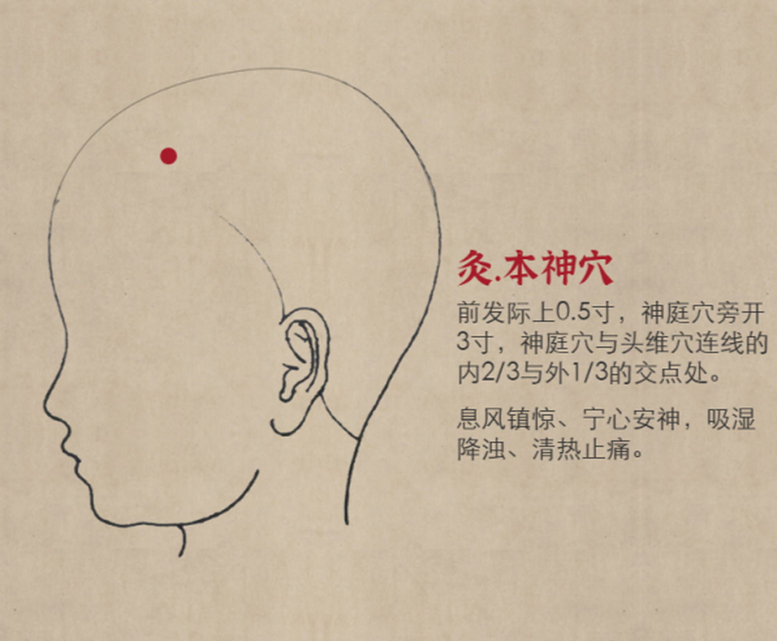 本神的准确位置图片图