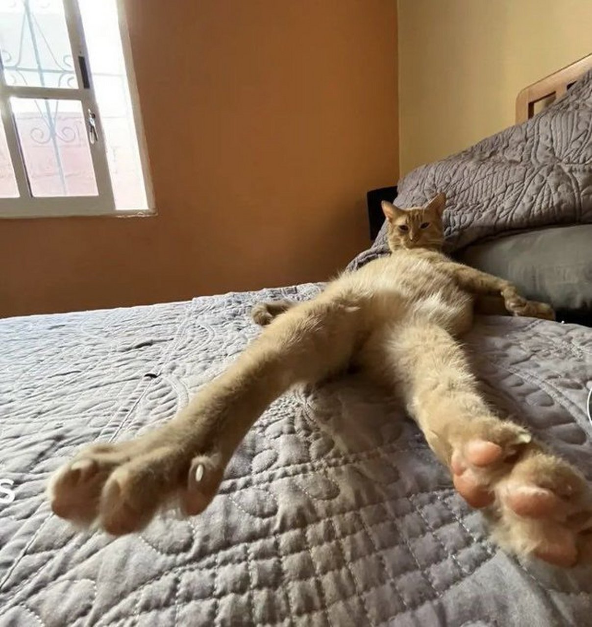 大长腿[左捂脸]#可爱萌宠# #动物# #搞笑动物