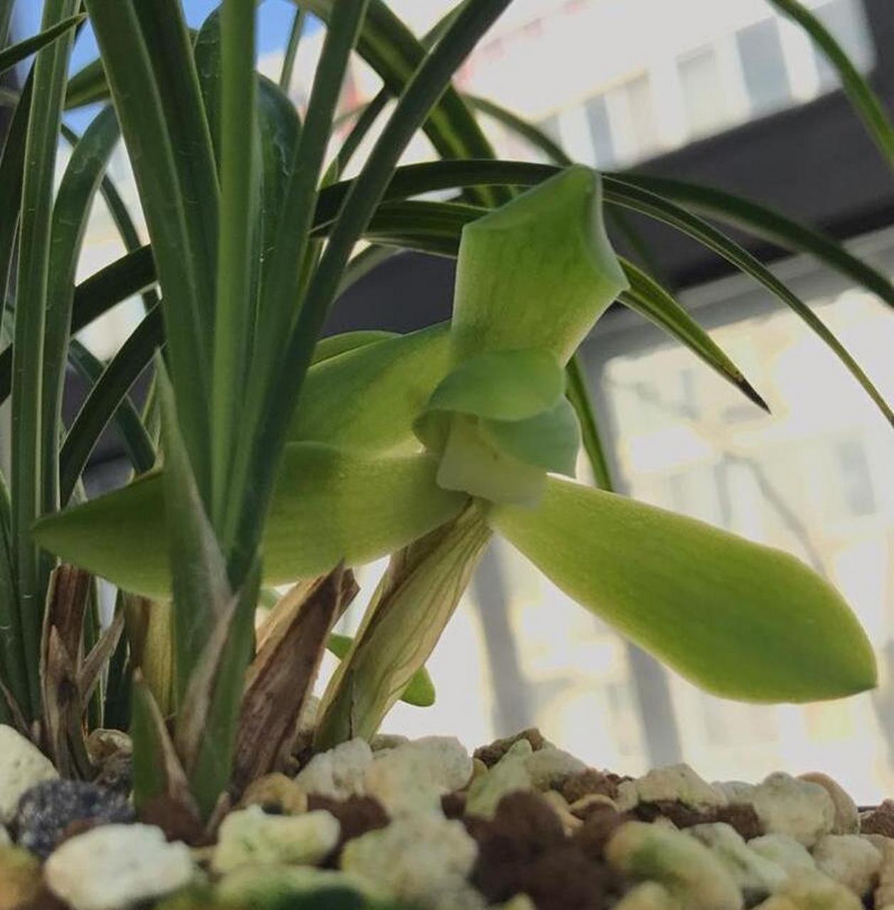 春兰老月佩勤草勤花,今年特意留了一大盆想春天赏花的,无奈前几天寒流