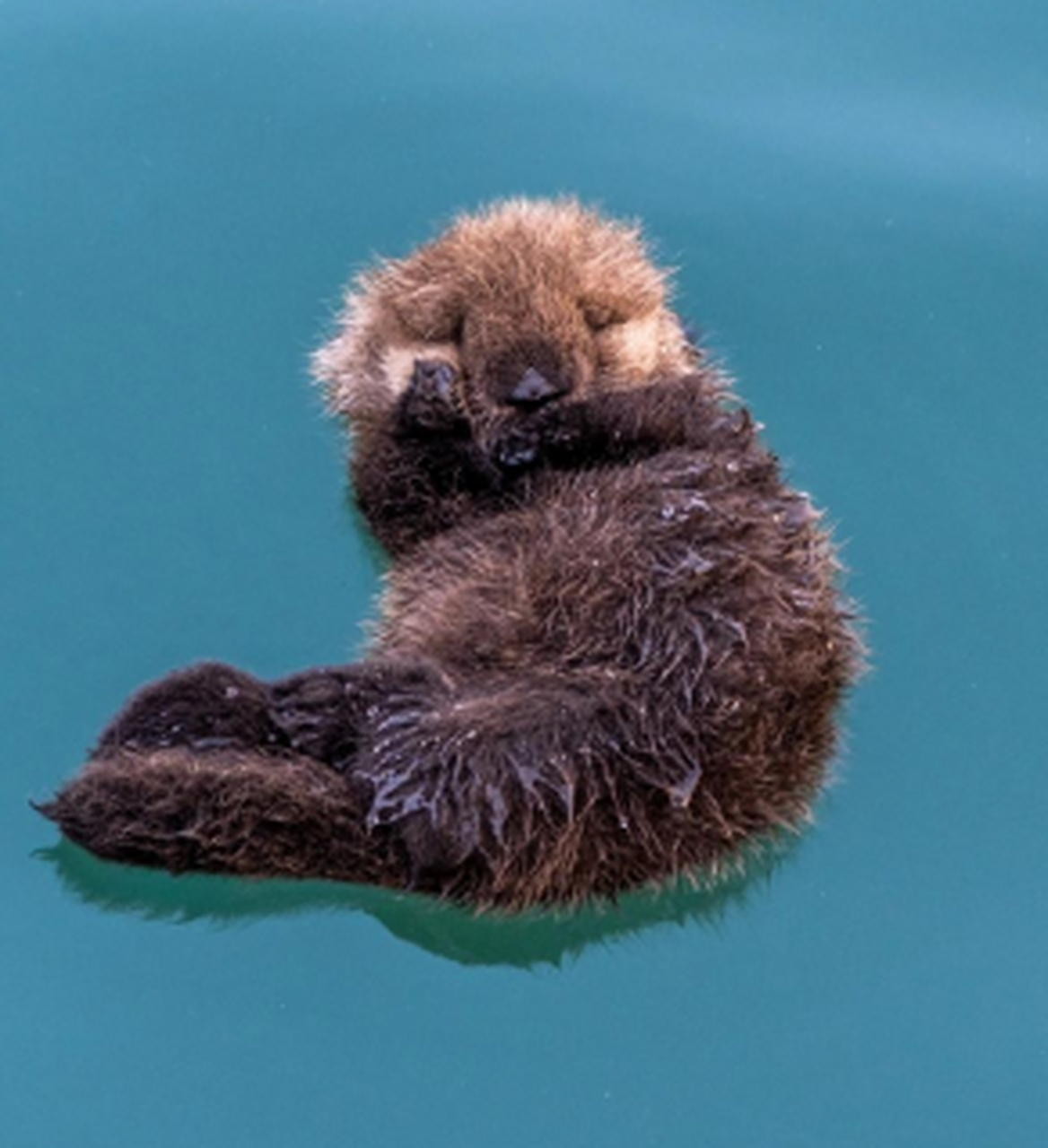 好可爱的小海獭,心都被它萌化了.