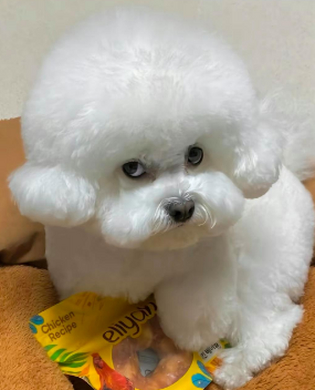 生气的小狗狗,小眼翻的贼可爱.