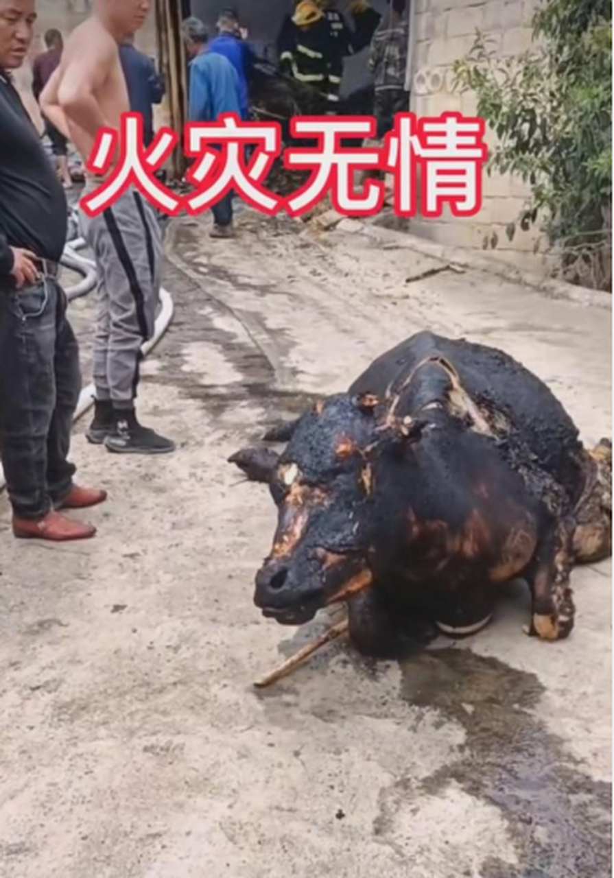 这牛真的好惨,被烧的半死不活的,看着让人心疼!
