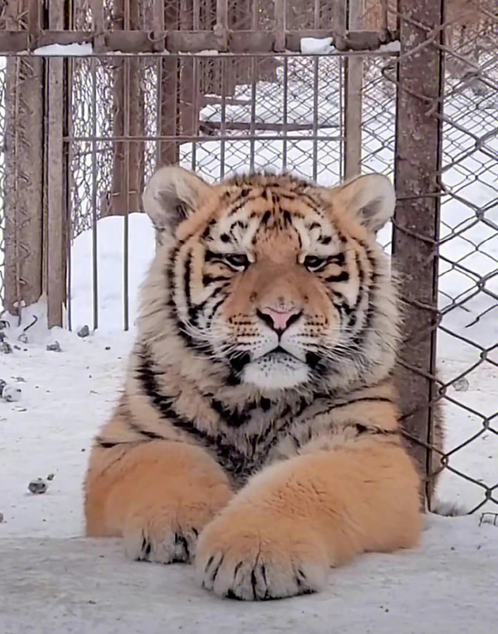 一只性格内向的小老虎,最害怕暴力了,看这坐姿就知道