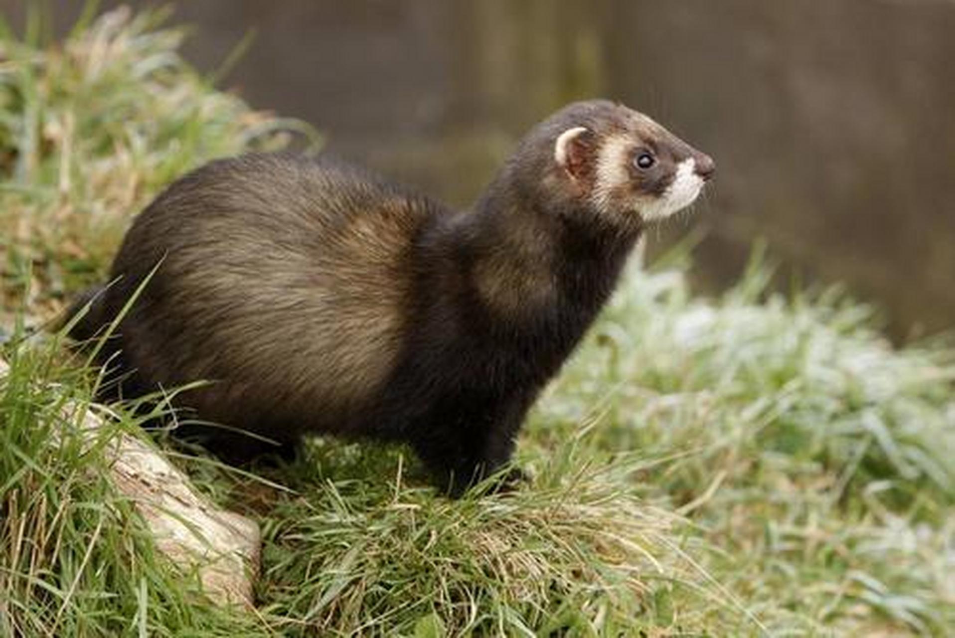 斑臭鼬可以自我调节生产时间,它们待产的环境若是不适合生产,它们便会