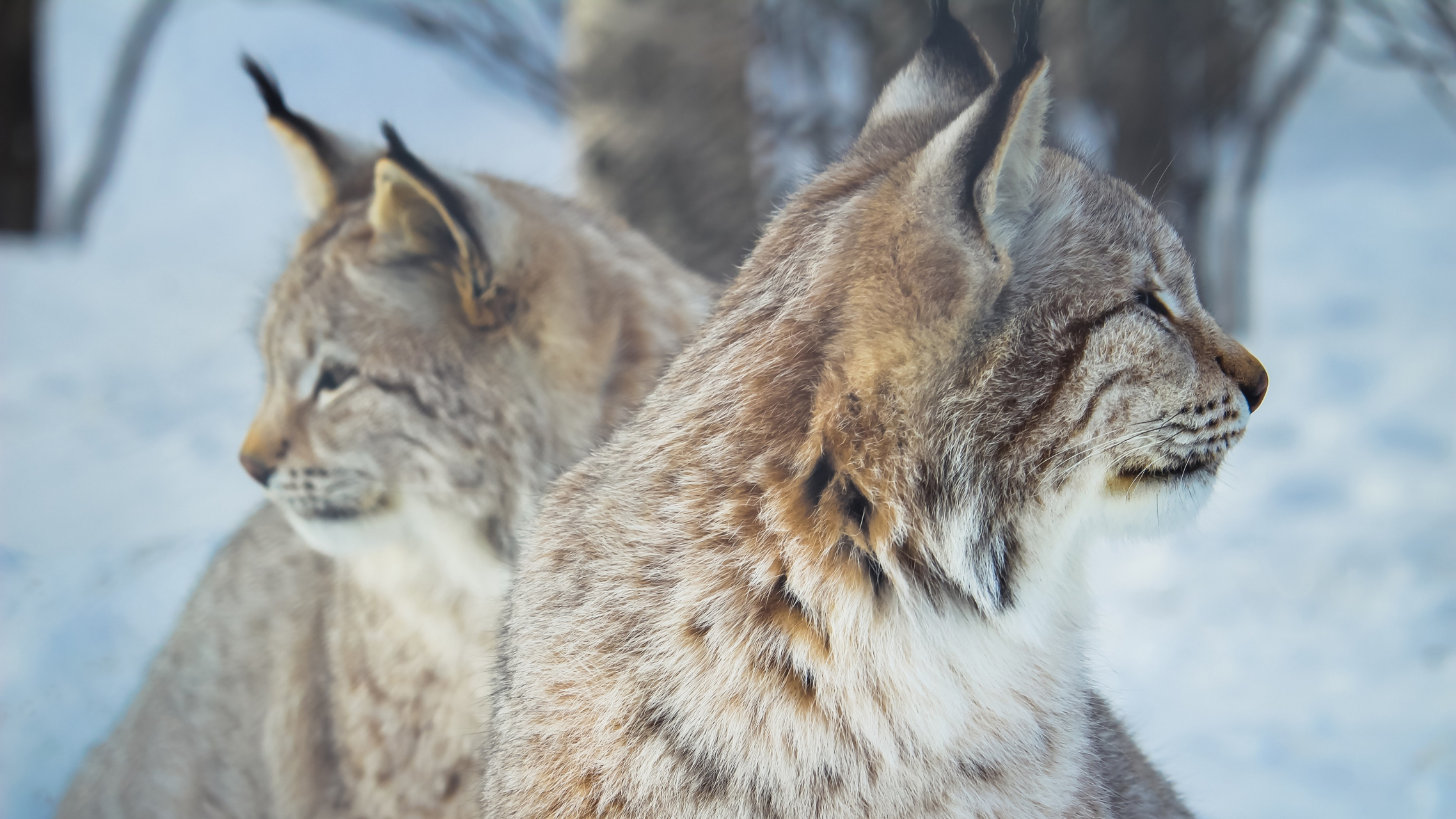 凶猛的猫科动物猞猁#猞猁# #野生动物# #猫科动物# #壁纸