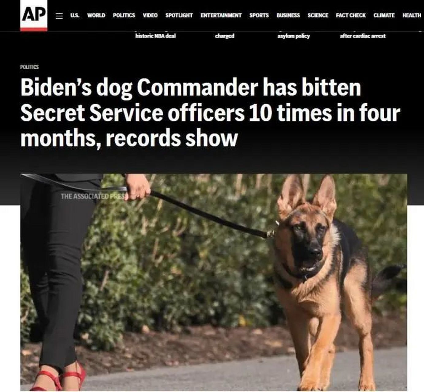 拜登爱犬压力太大?