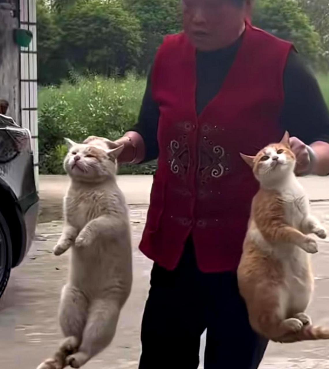 为什么这只猫被这样拎起来不会感到疼痛或反抗呢?