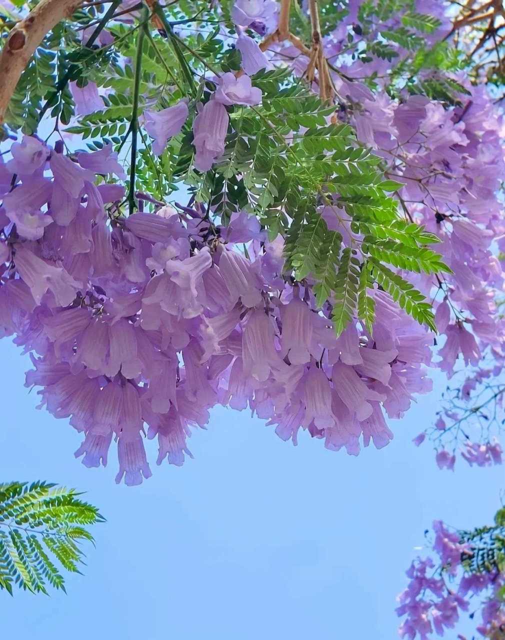 真不明白,明明是紫色的,为什么要叫蓝盈花呢?