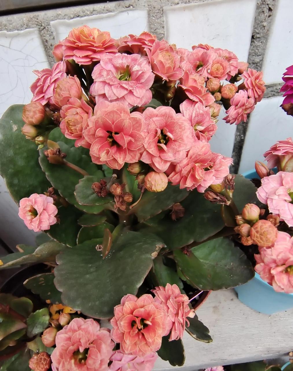 长寿花～果冻,年近年关入的一款果冻,到手后天气缘故快销苞了,心想着