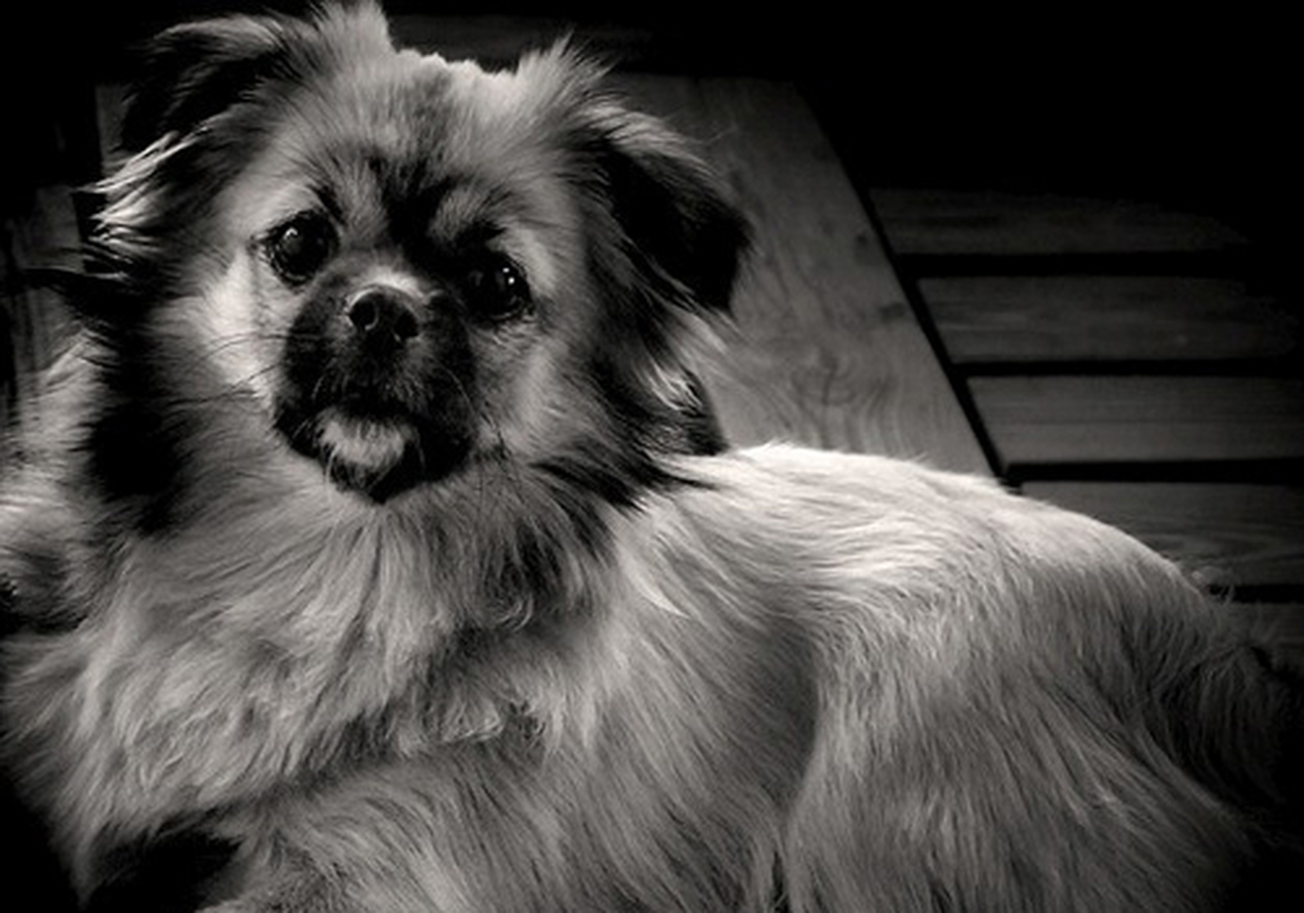 西藏猎犬# 是一种来自中国西藏的古老犬种,也被称为"袖狗"或"宫廷 ""