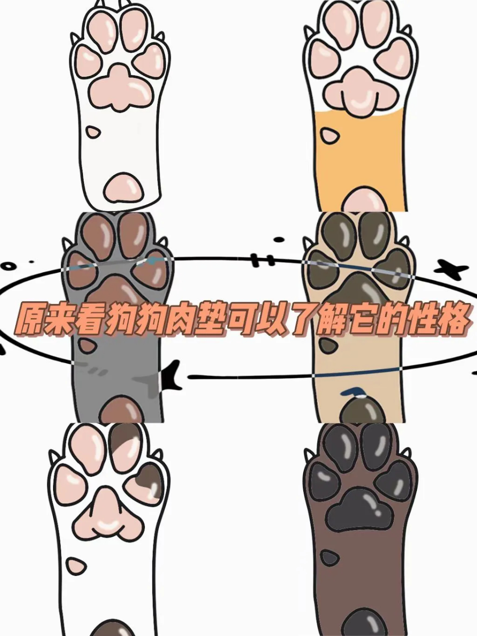 原来看狗狗肉垫可以了解它的性格