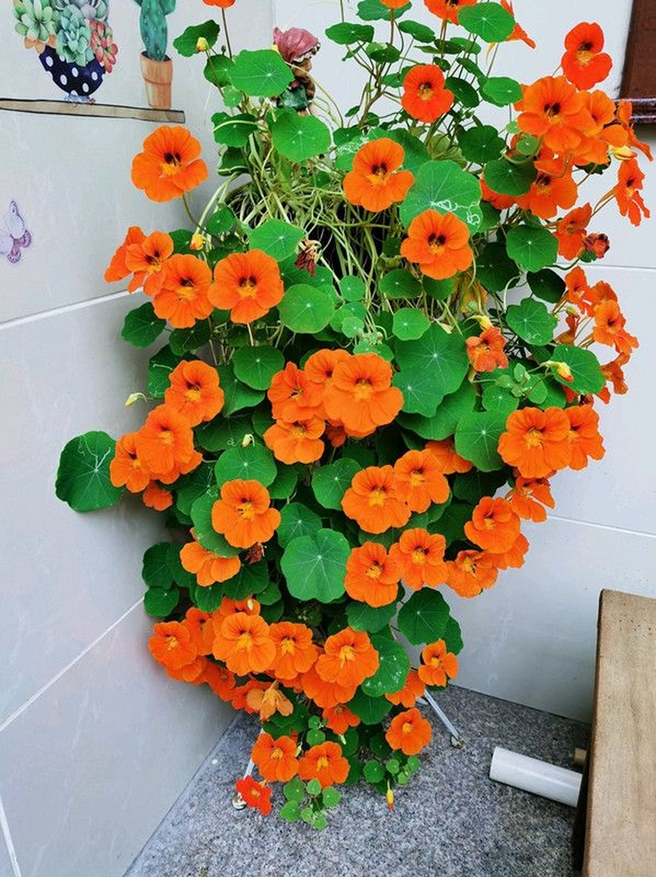 今天,我们将为大家带来一篇关于旱金莲的养殖方法.