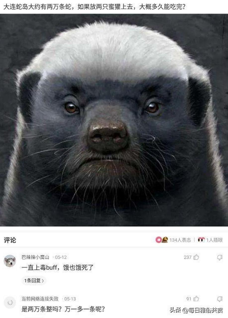 大连蛇岛大约有两万条蛇,如果放两只蜜獾上去大概多久能吃完?