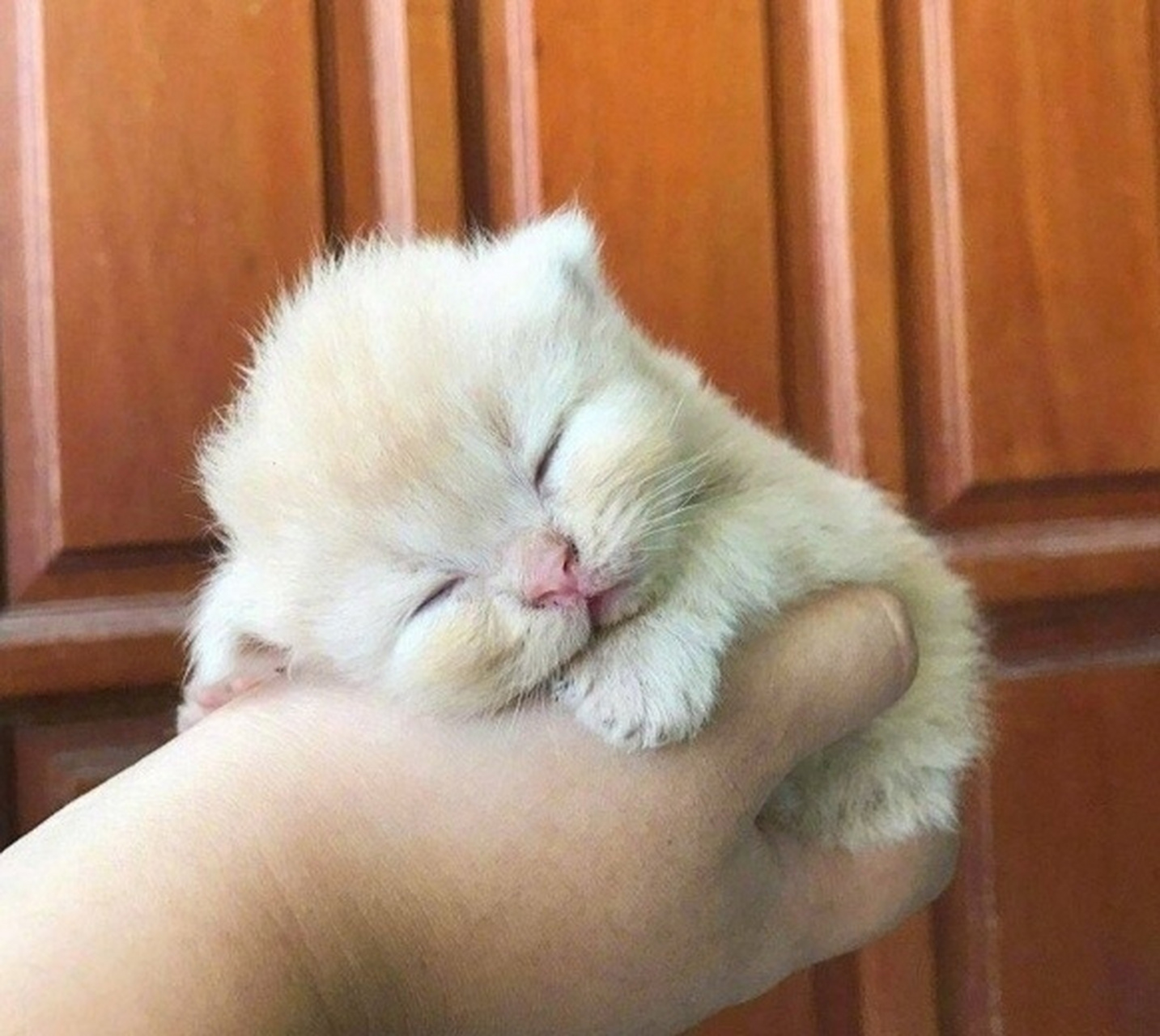 奶呼呼 软萌萌 治愈小奶猫