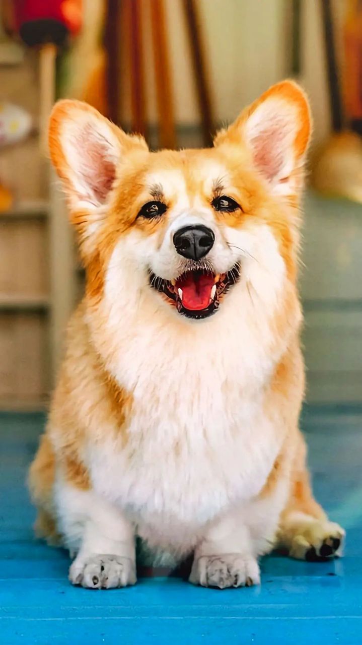 分享一组可爱的柯基图片