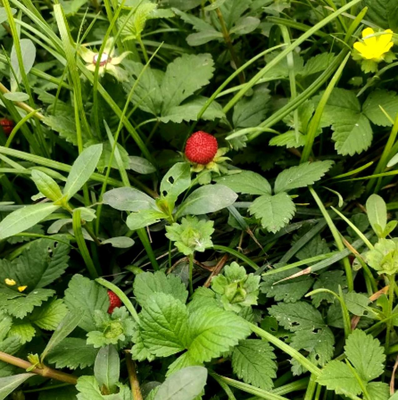 这种野生草莓是否可食用尚不确定.