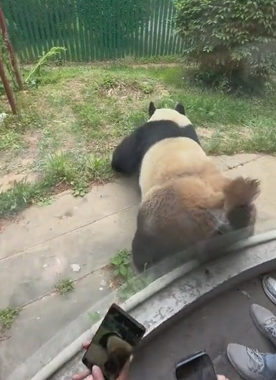 熊猫版擦玻璃