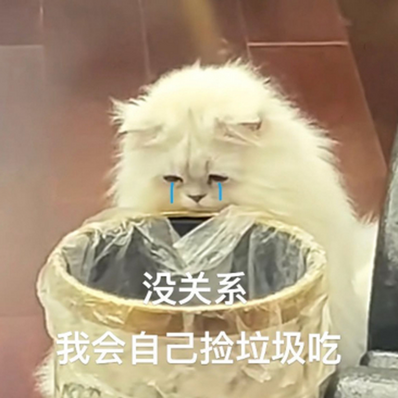 把它吃剩的倒了,它就这副表情,就知道装可怜!