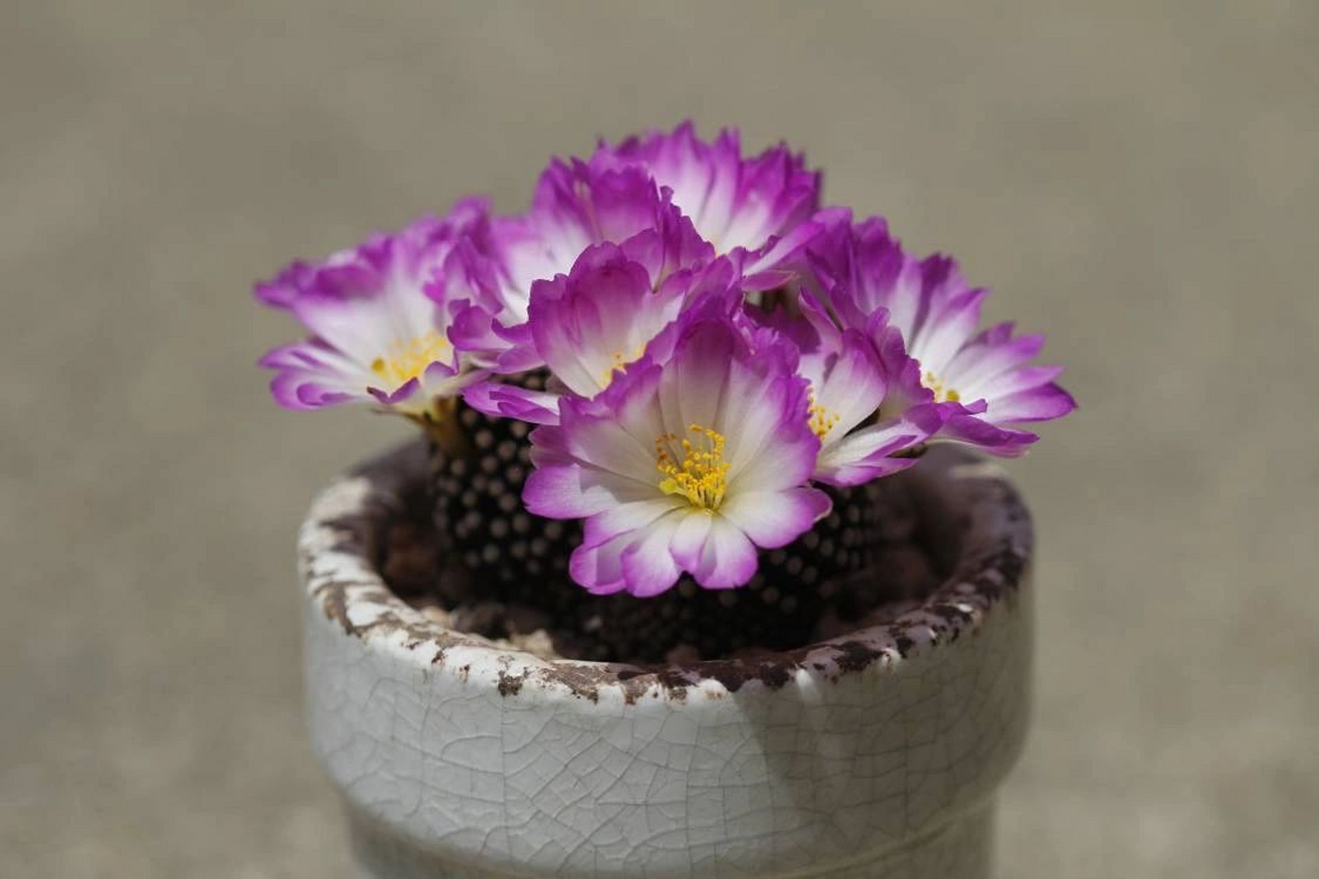 松针牡丹 松针牡丹,仙人球里的小精致,密密麻麻白白的小疣突,不扎手