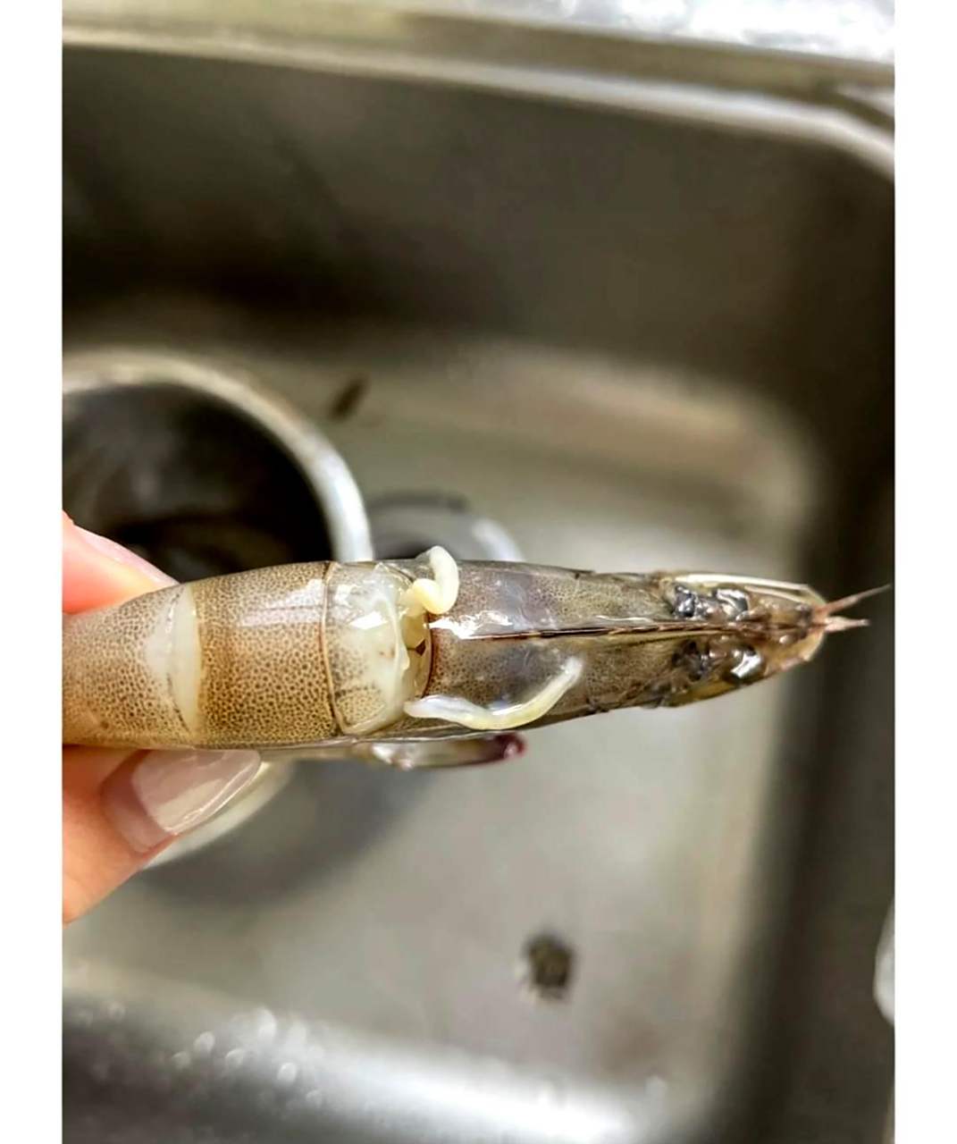 请问虾头处的这两条白色物体是什么?我在线等待回答.