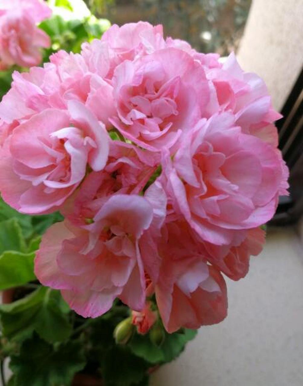 安娜公主是天竺葵家族里一个很出色的品种,专为观赏而生,主要用于布置