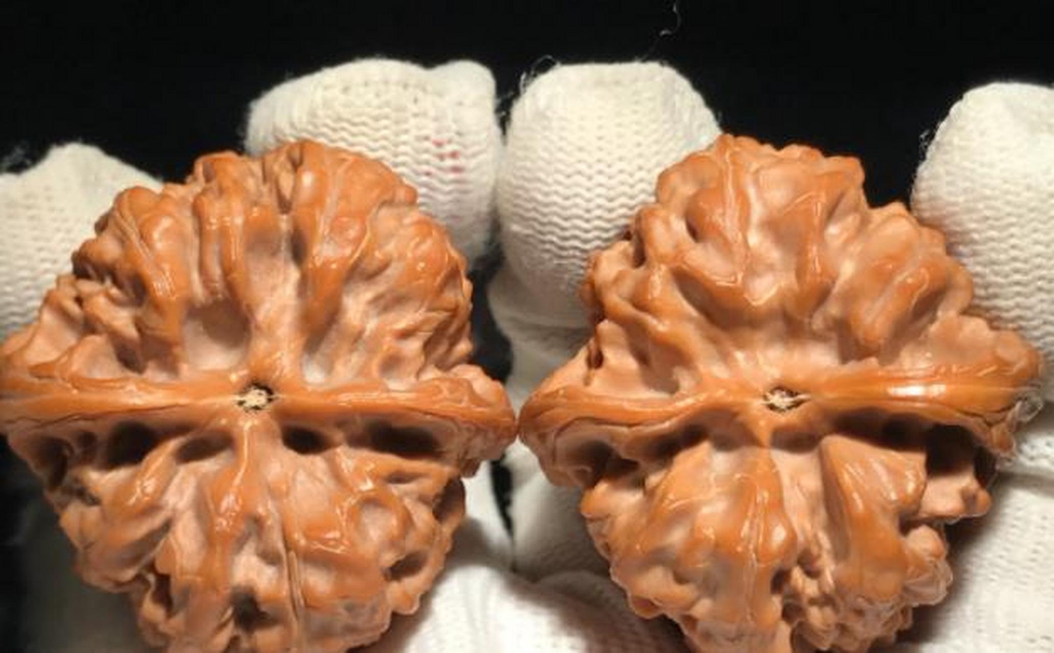 文玩核桃##点击头像看直播#  野牛狮子头核桃又称窝底狮子头,因嗡它