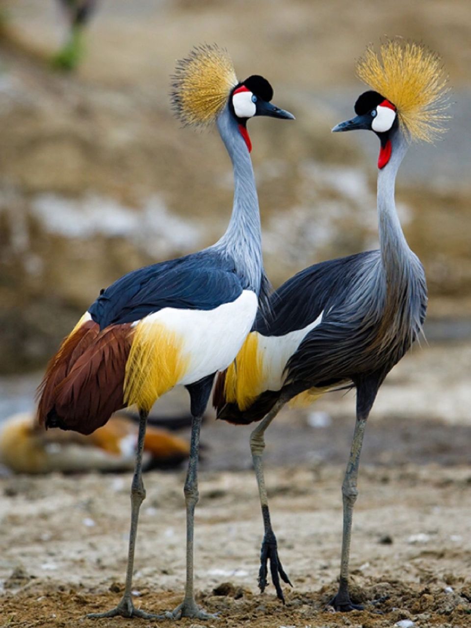 鸟纲,今鸟亚纲,鹤形目,鹤科,冠鹤亚科,冠鹤属,灰冠鹤 简介:具有瘦长