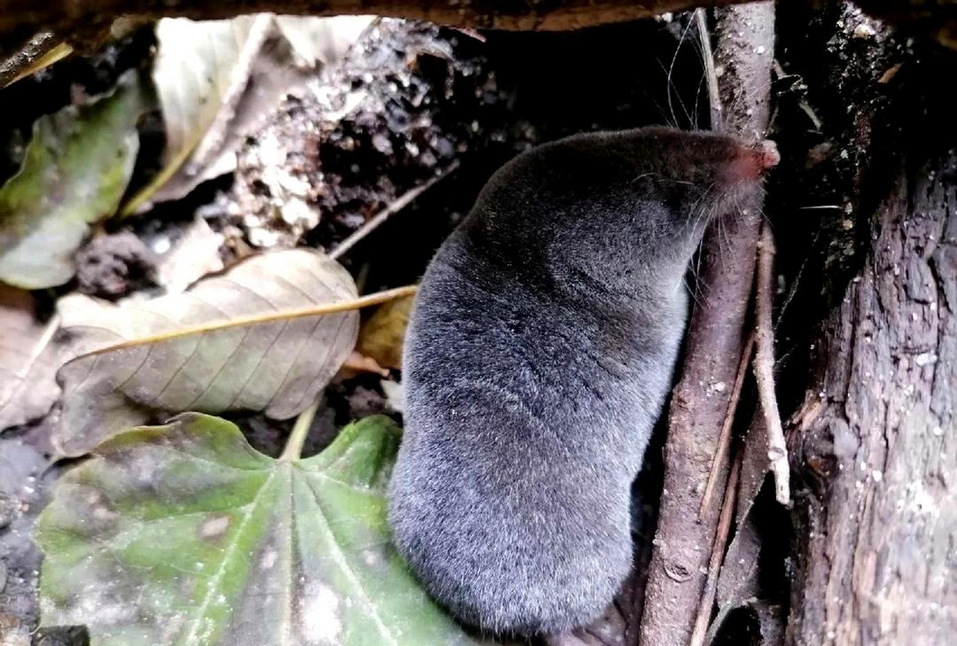 请问这是哪种鼠类?