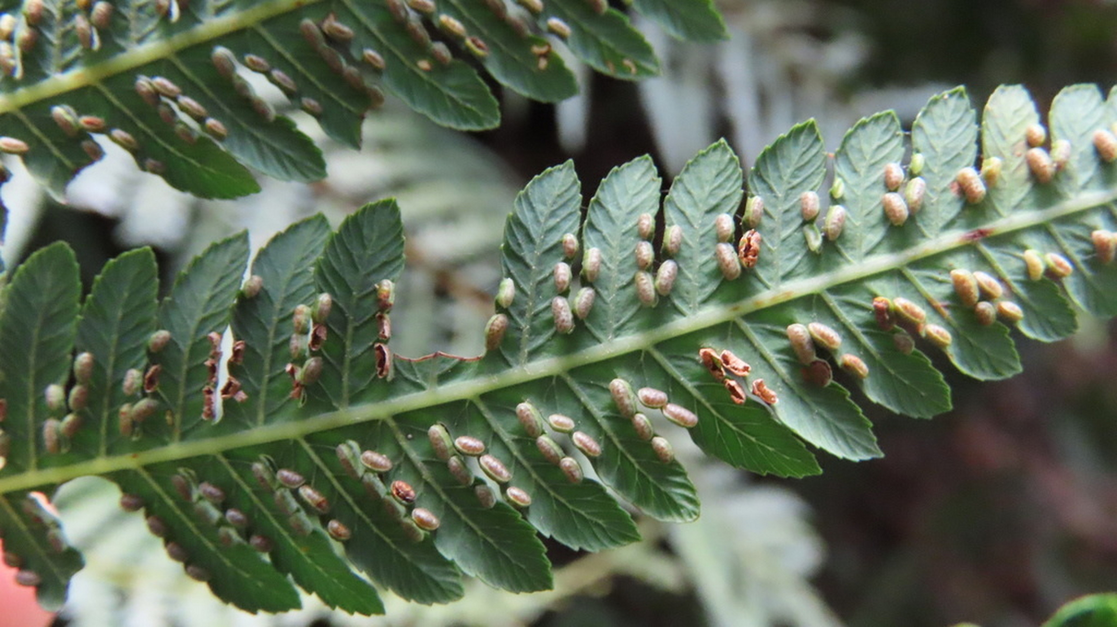 保护野生植物名录|蕨类|金毛狗蕨 金毛狗属 cibotium ssp.