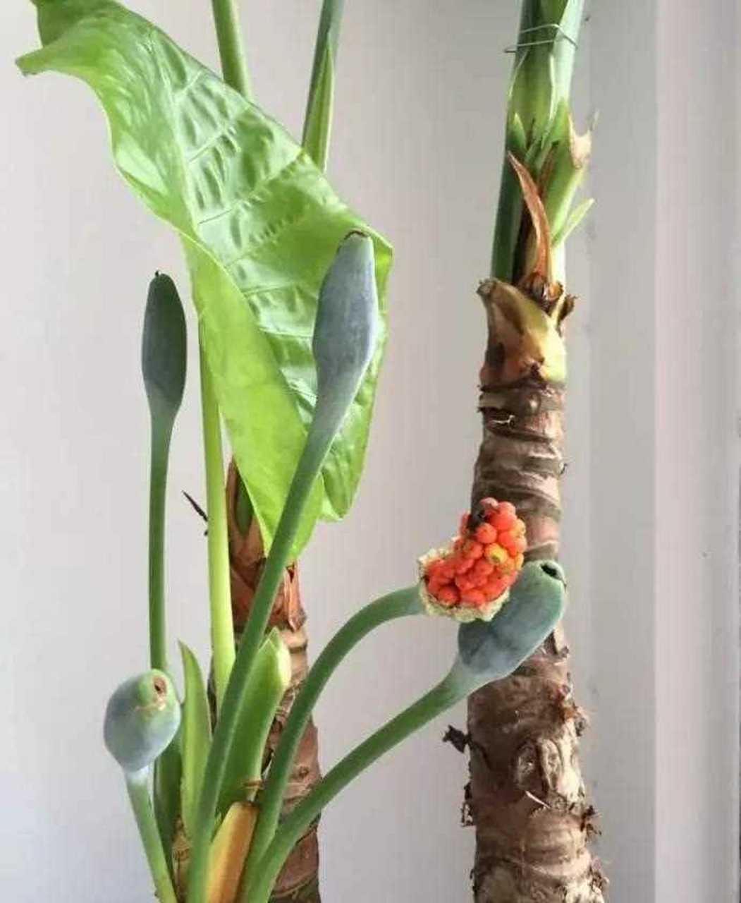 花友种的滴水观音开花结果了