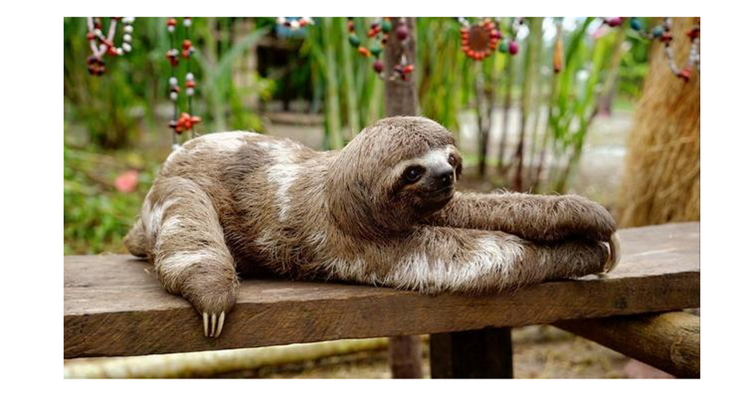 世界上最奇怪的动物 树獭.