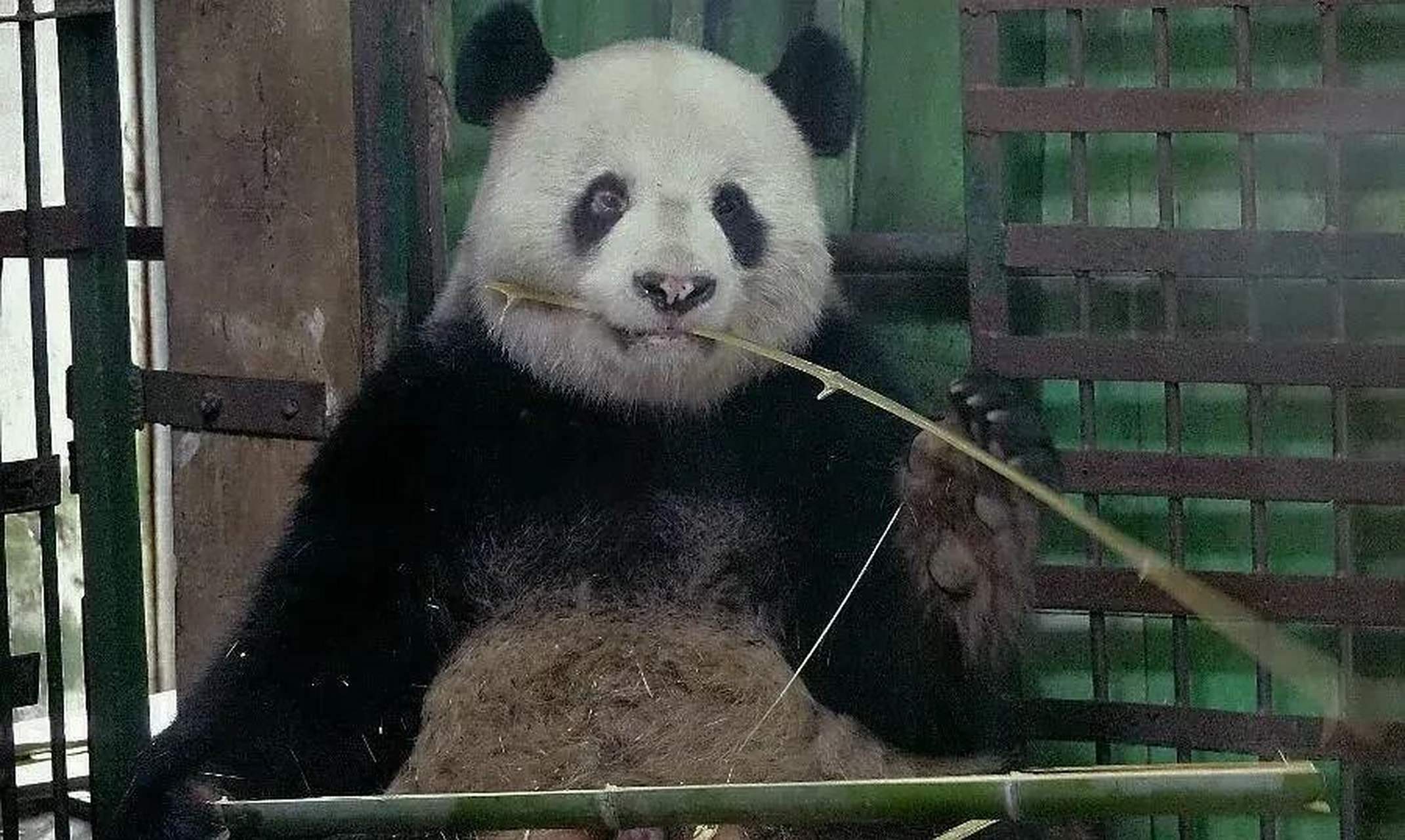 大熊猫伟伟鼻子吧,眼圈也变白了,憨憨也是.