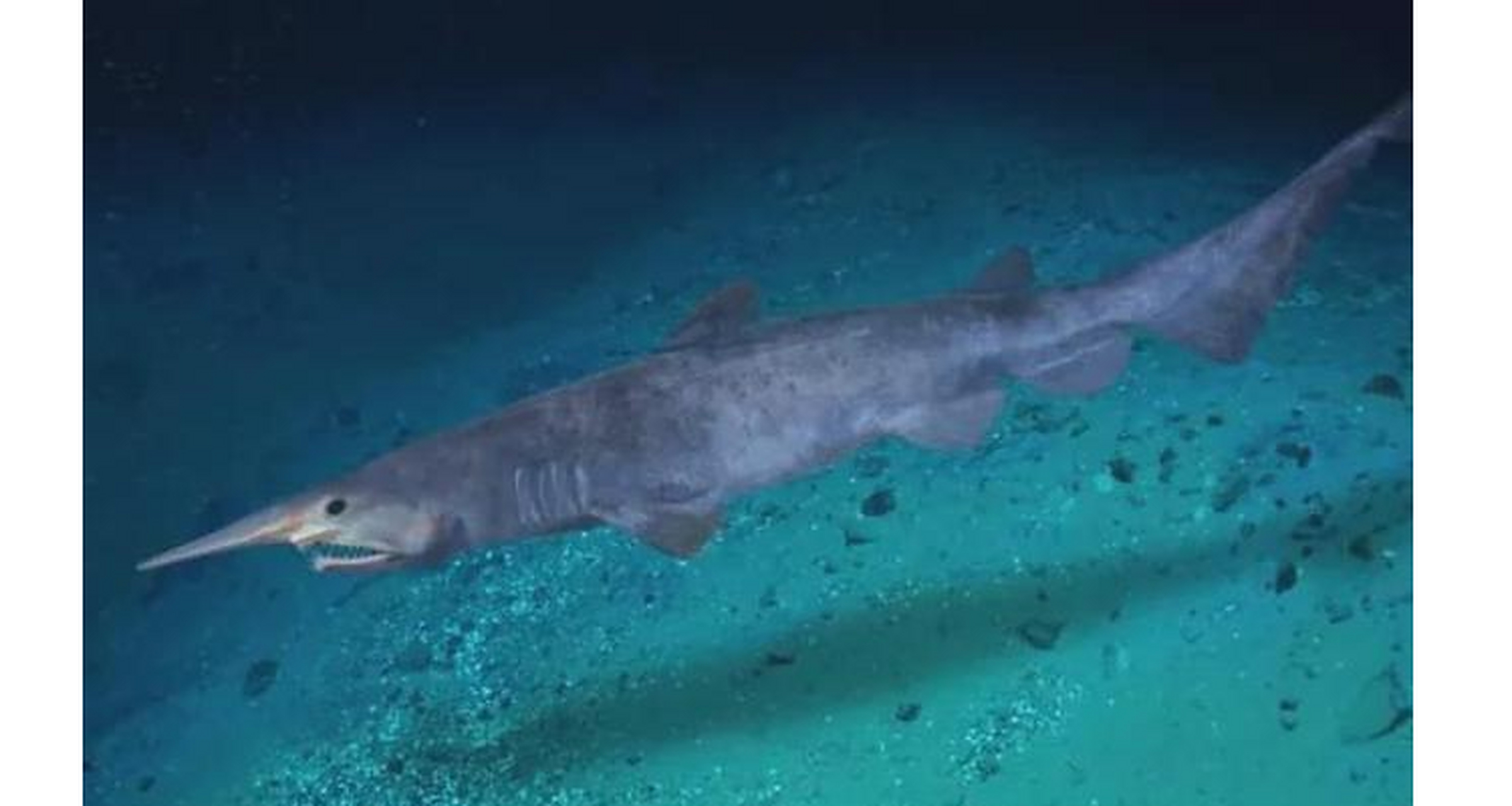 世界上最奇怪的动物 哥布林鲨.